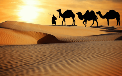 Explore The Wild & Wonderful National Parks With Experts